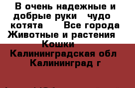 В очень надежные и добрые руки - чудо - котята!!! - Все города Животные и растения » Кошки   . Калининградская обл.,Калининград г.